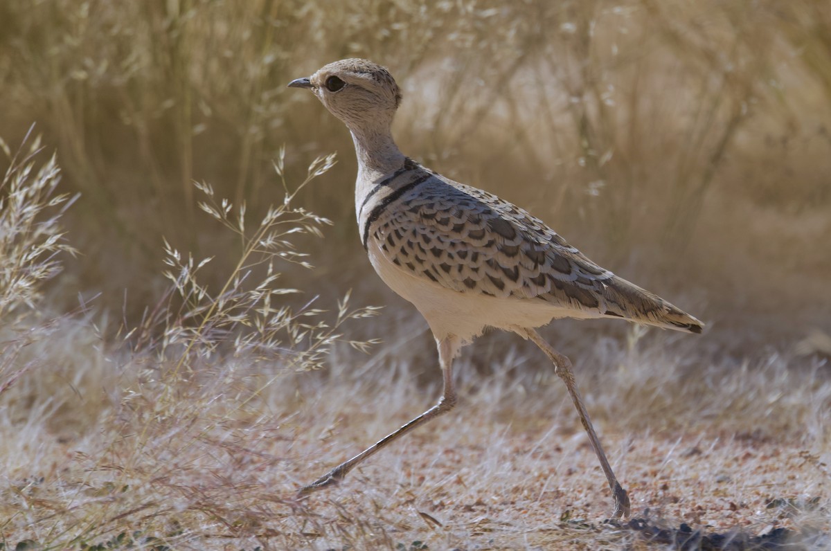 Double-banded Courser - ML644250697