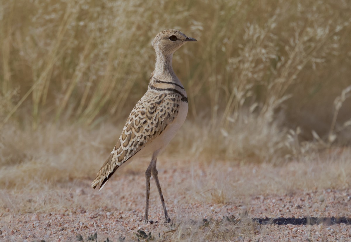 Double-banded Courser - ML644250698