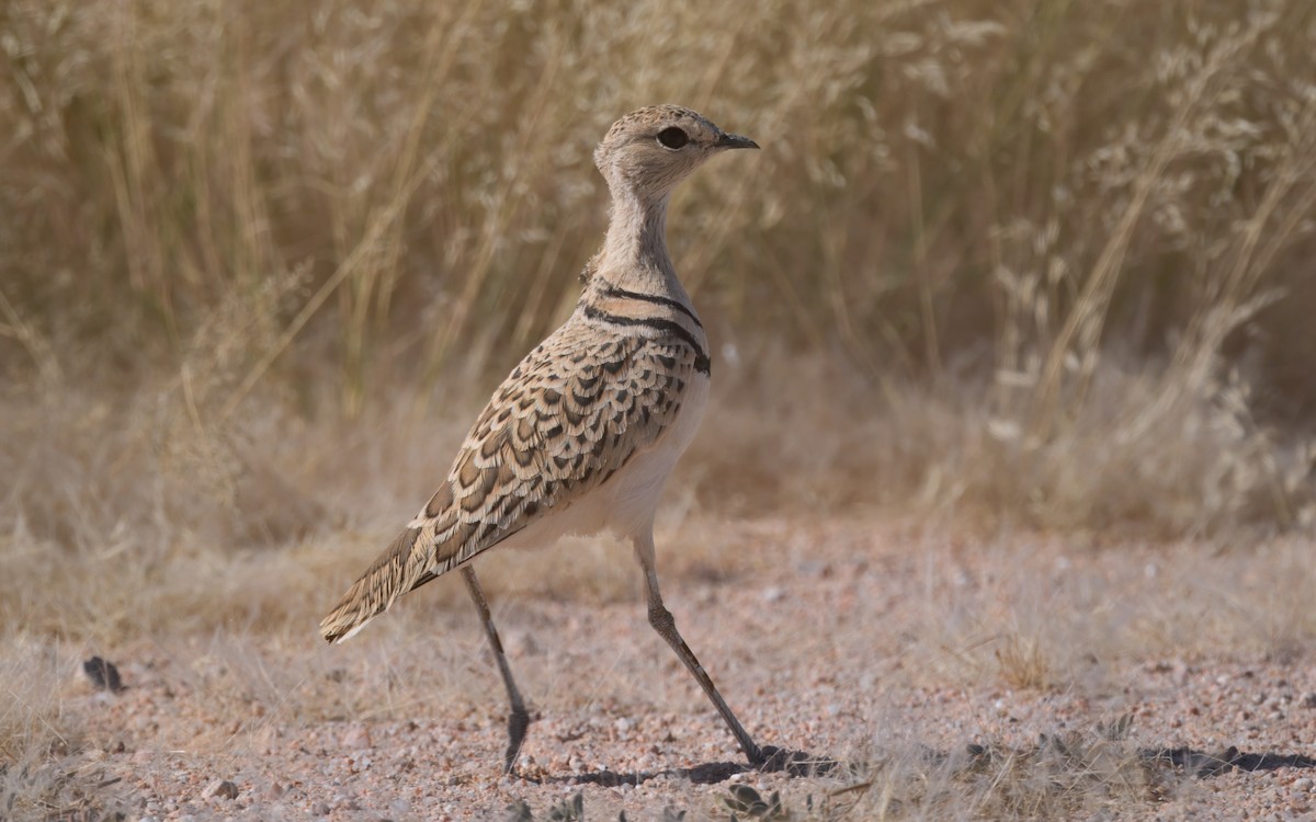 Double-banded Courser - ML644250699