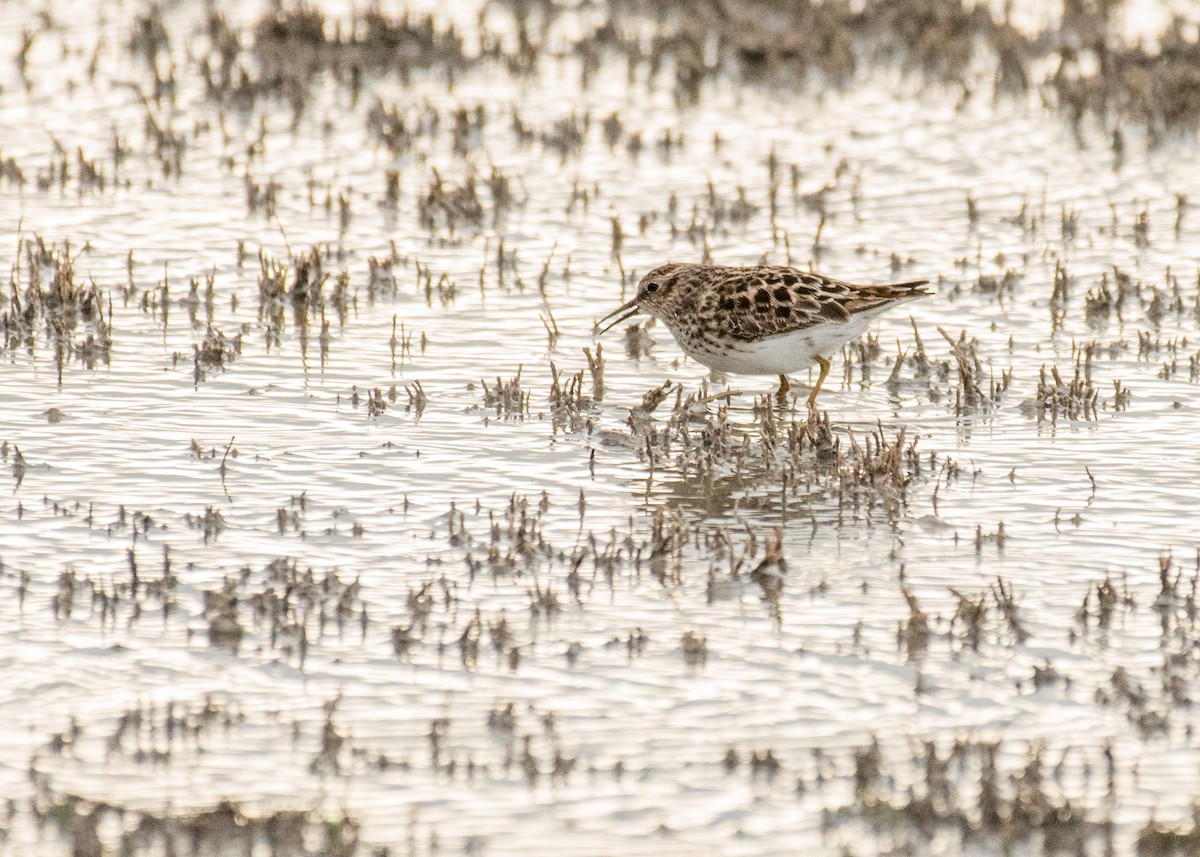 pygmésnipe - ML644250700