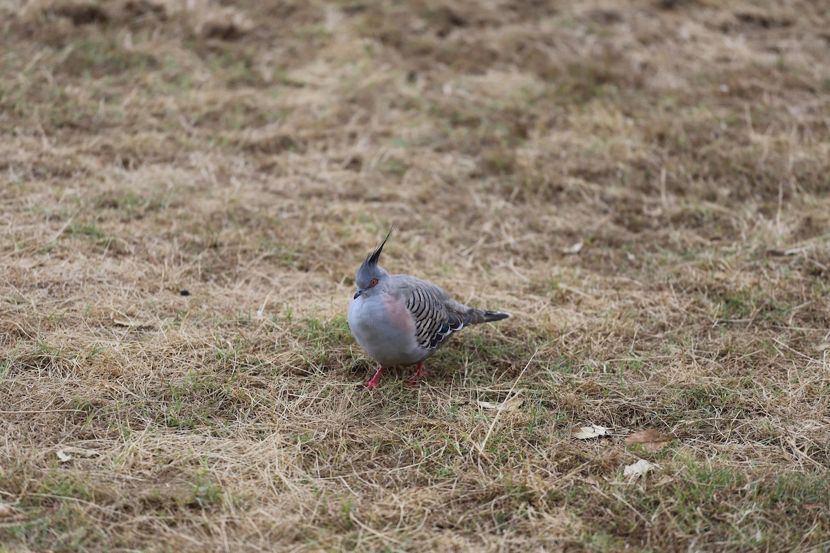 Spitzschopftaube - ML644250702