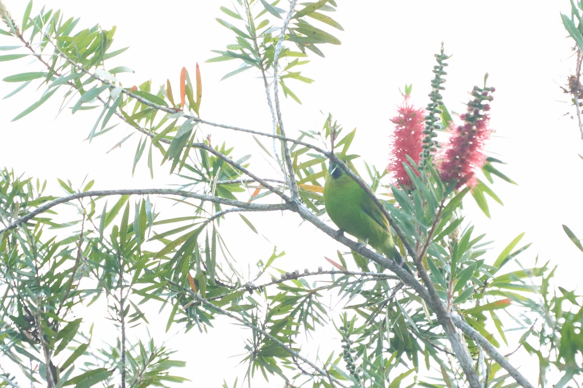 Blue-winged Leafbird - ML644250712