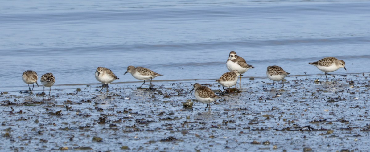 Semipalmated Sandpiper - ML644250714