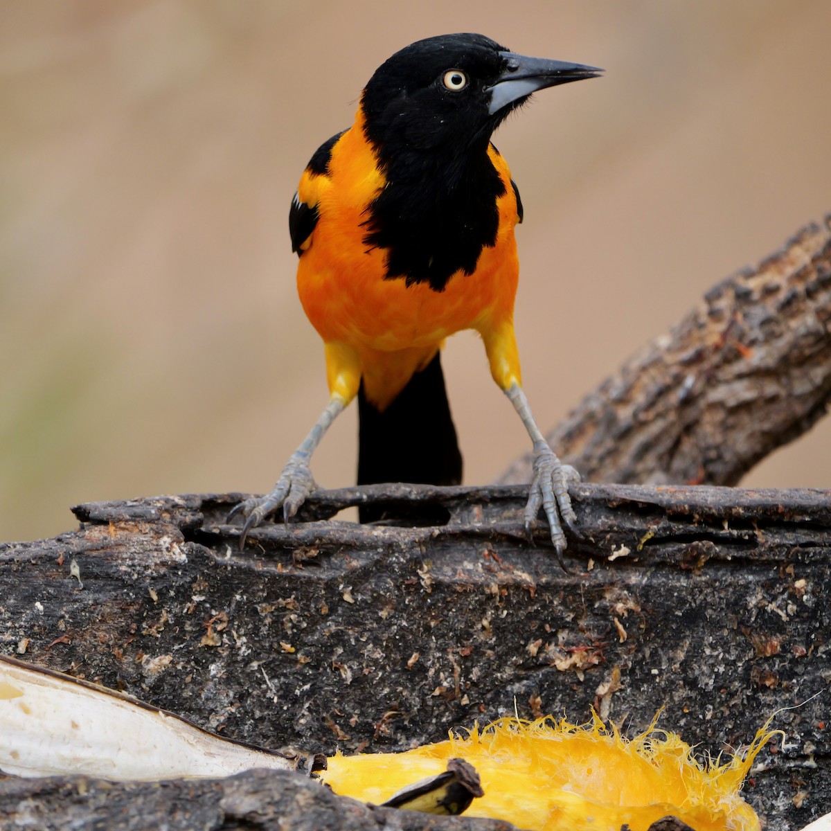 Campo Troupial - ML644250722