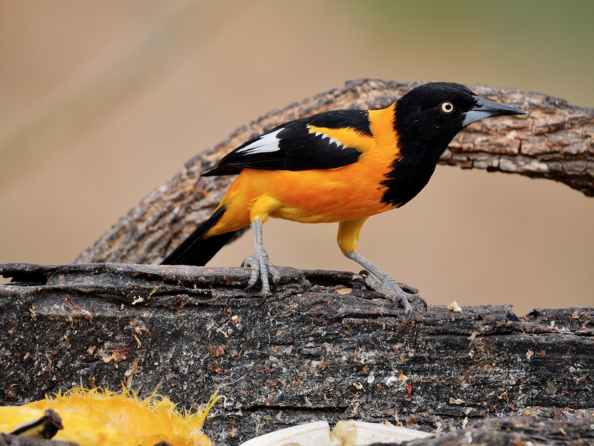 Campo Troupial - ML644250723