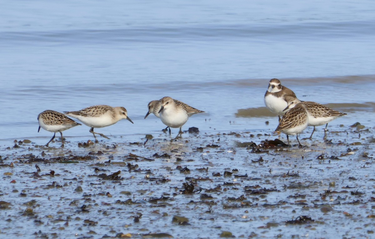 Semipalmated Sandpiper - ML644250731