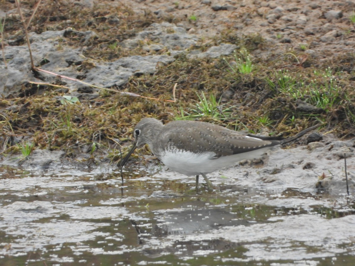 vodouš kropenatý - ML644250739