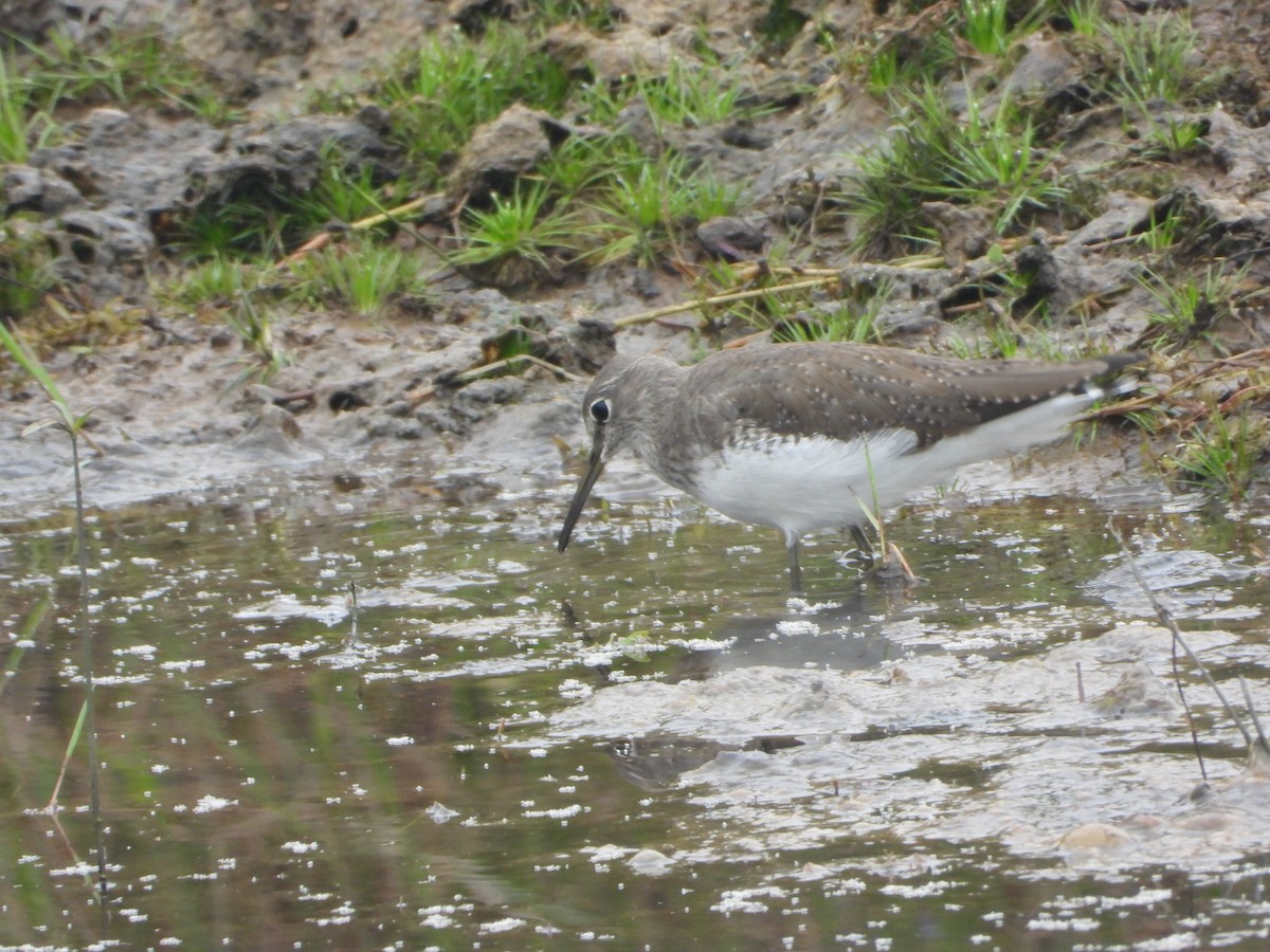 vodouš kropenatý - ML644250750