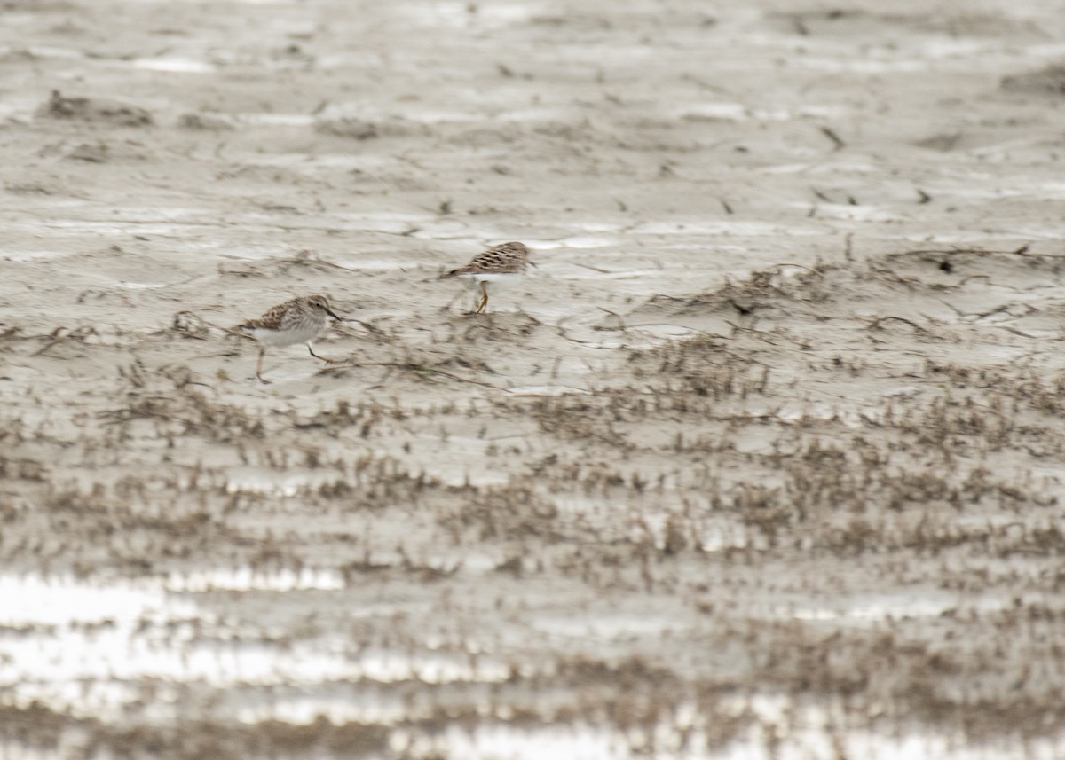 pygmésnipe - ML644250752