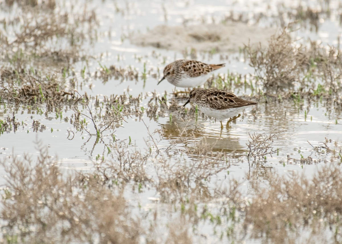 pygmésnipe - ML644250753