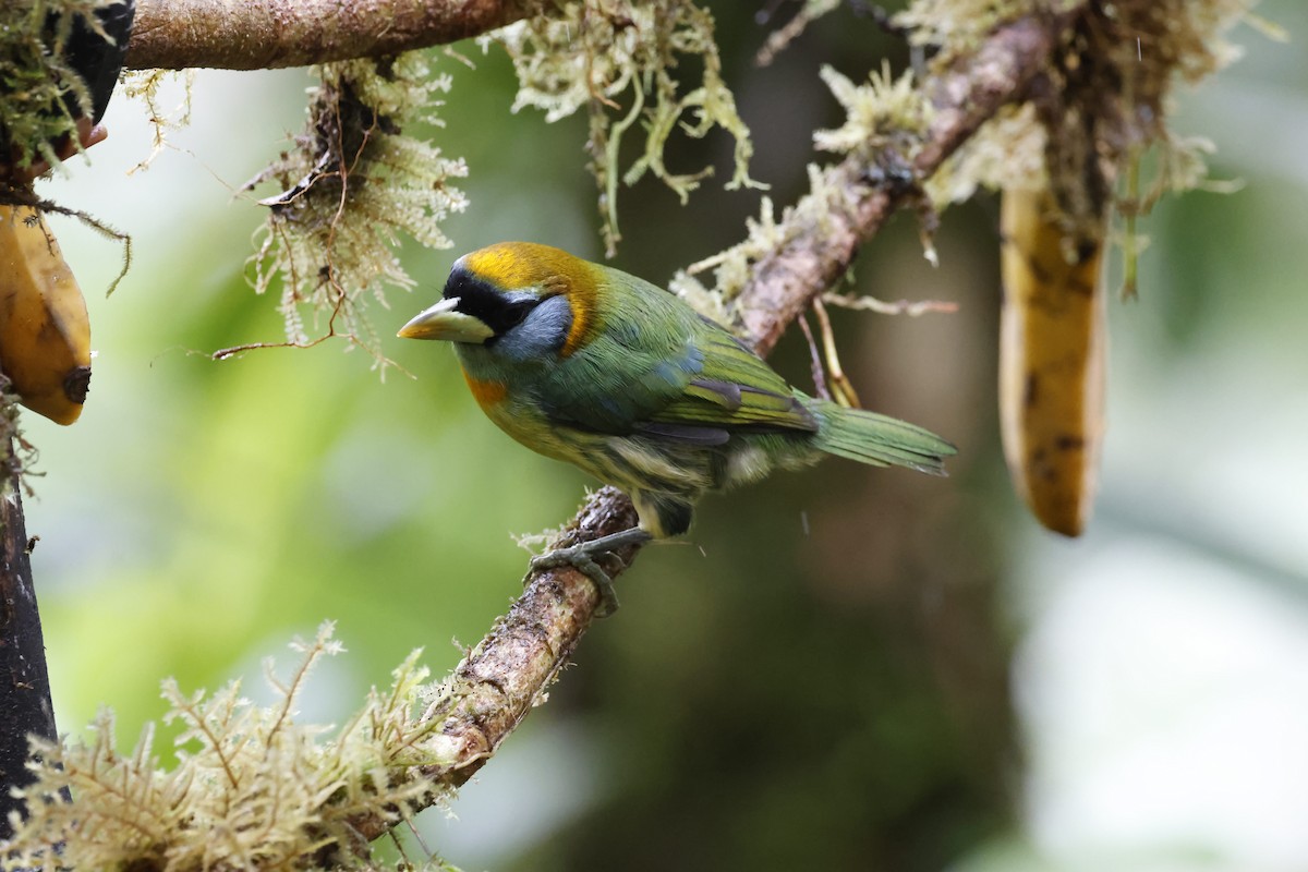 Red-headed Barbet - ML644250757