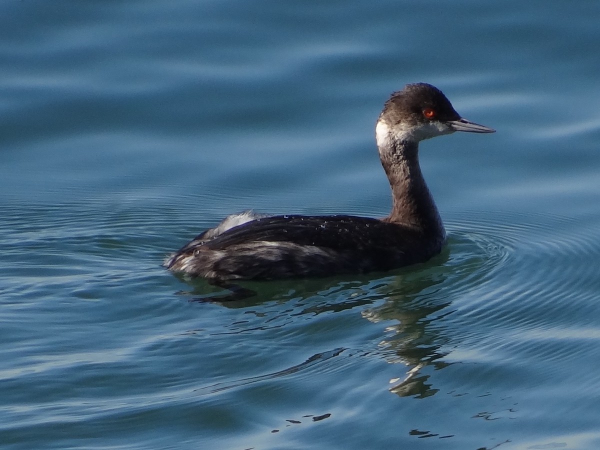 黑頸鸊鷉 - ML644250759