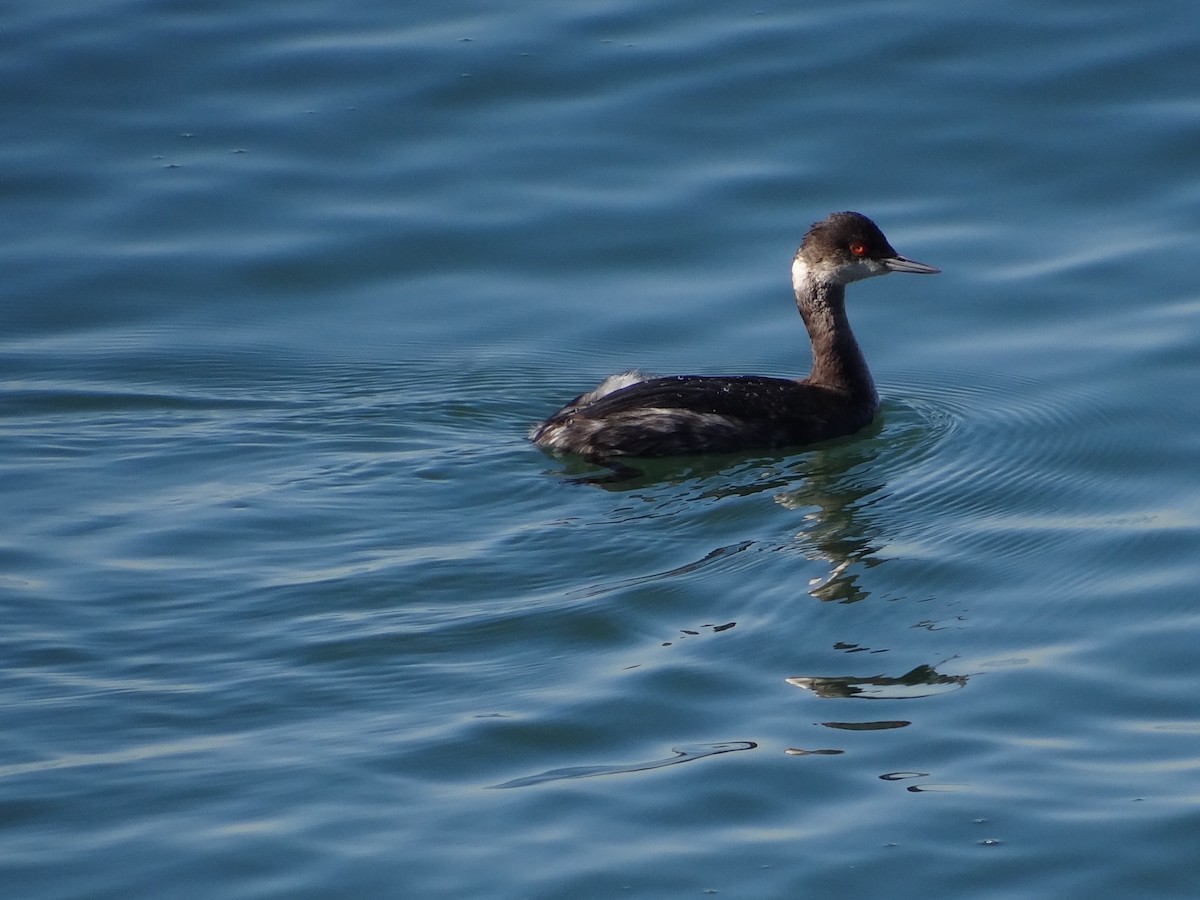 黑頸鸊鷉 - ML644250760