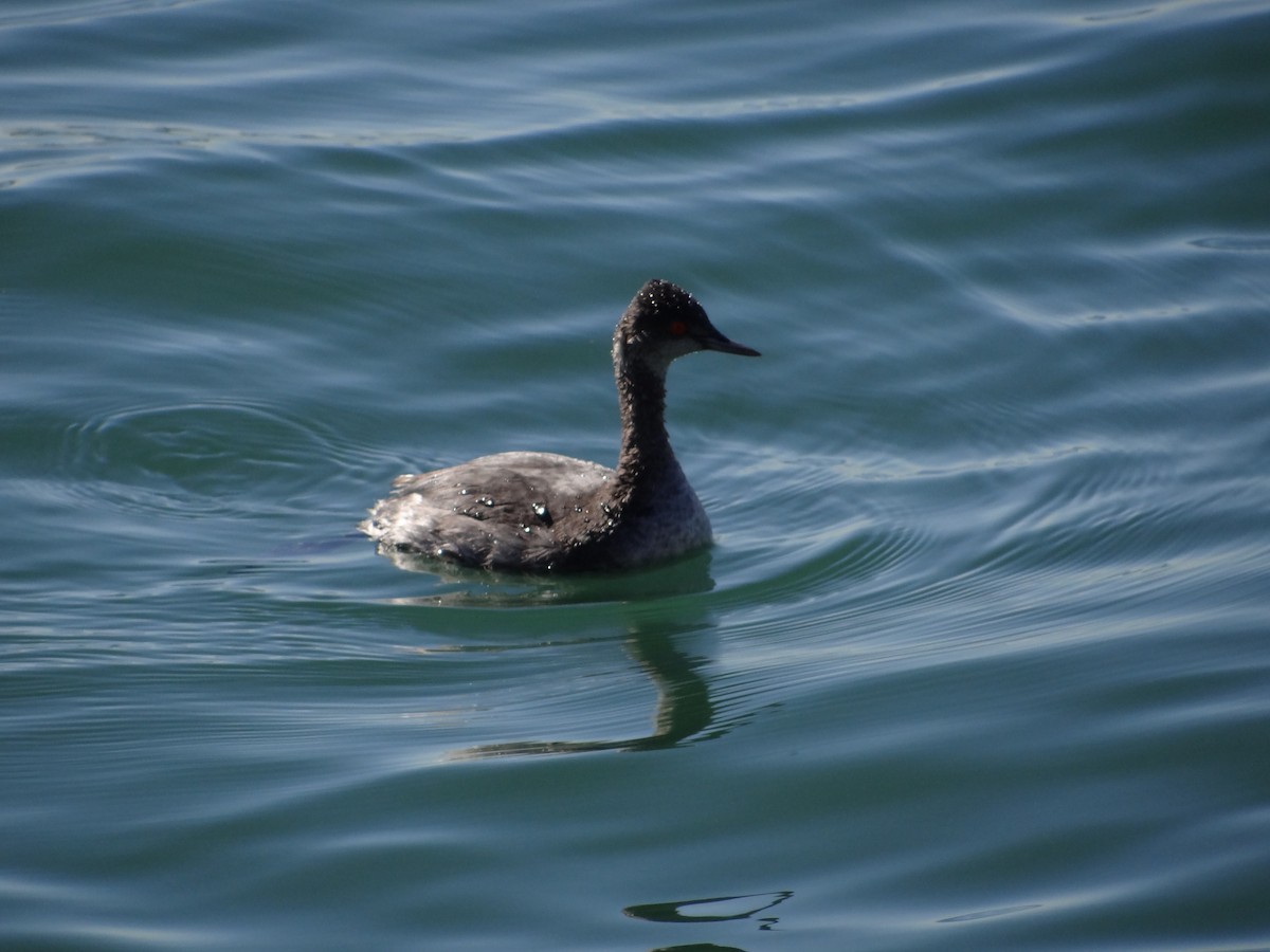 黑頸鸊鷉 - ML644250761