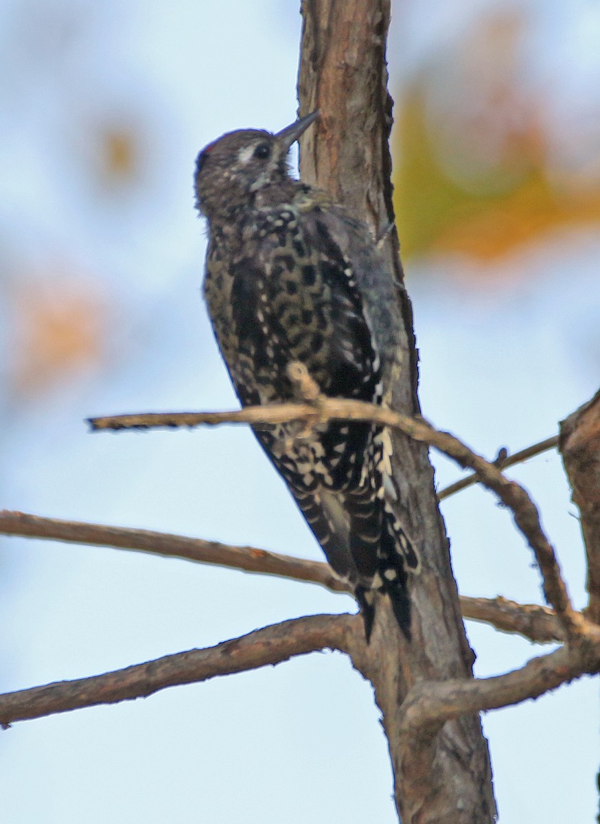 Yellow-bellied Sapsucker - ML644250763