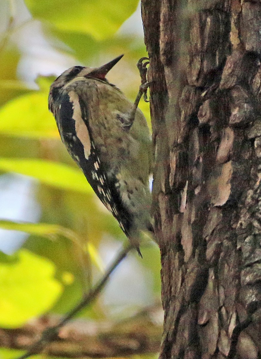 Yellow-bellied Sapsucker - ML644250766