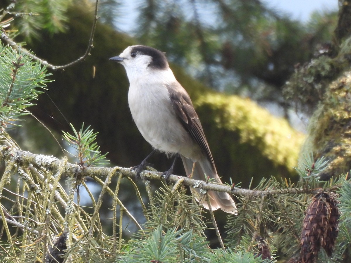 Mésangeai du Canada - ML644250767