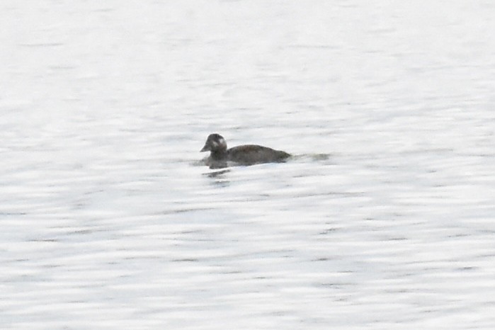 Surf Scoter - ML644250769