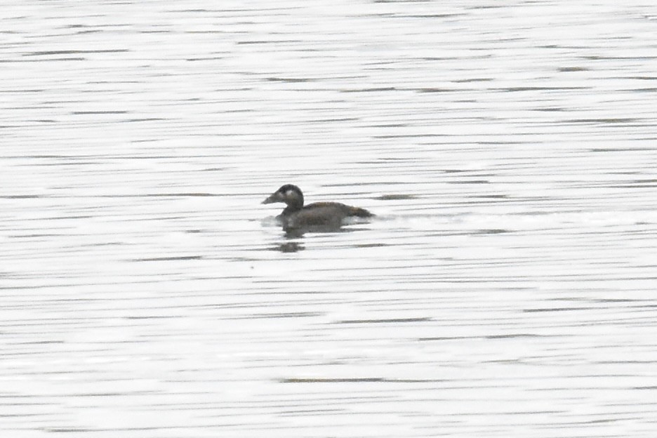 Surf Scoter - ML644250770