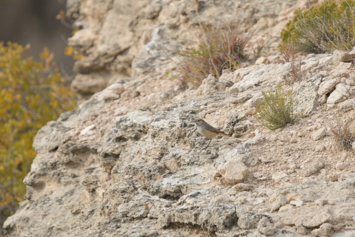 Rock Wren - ML644250784