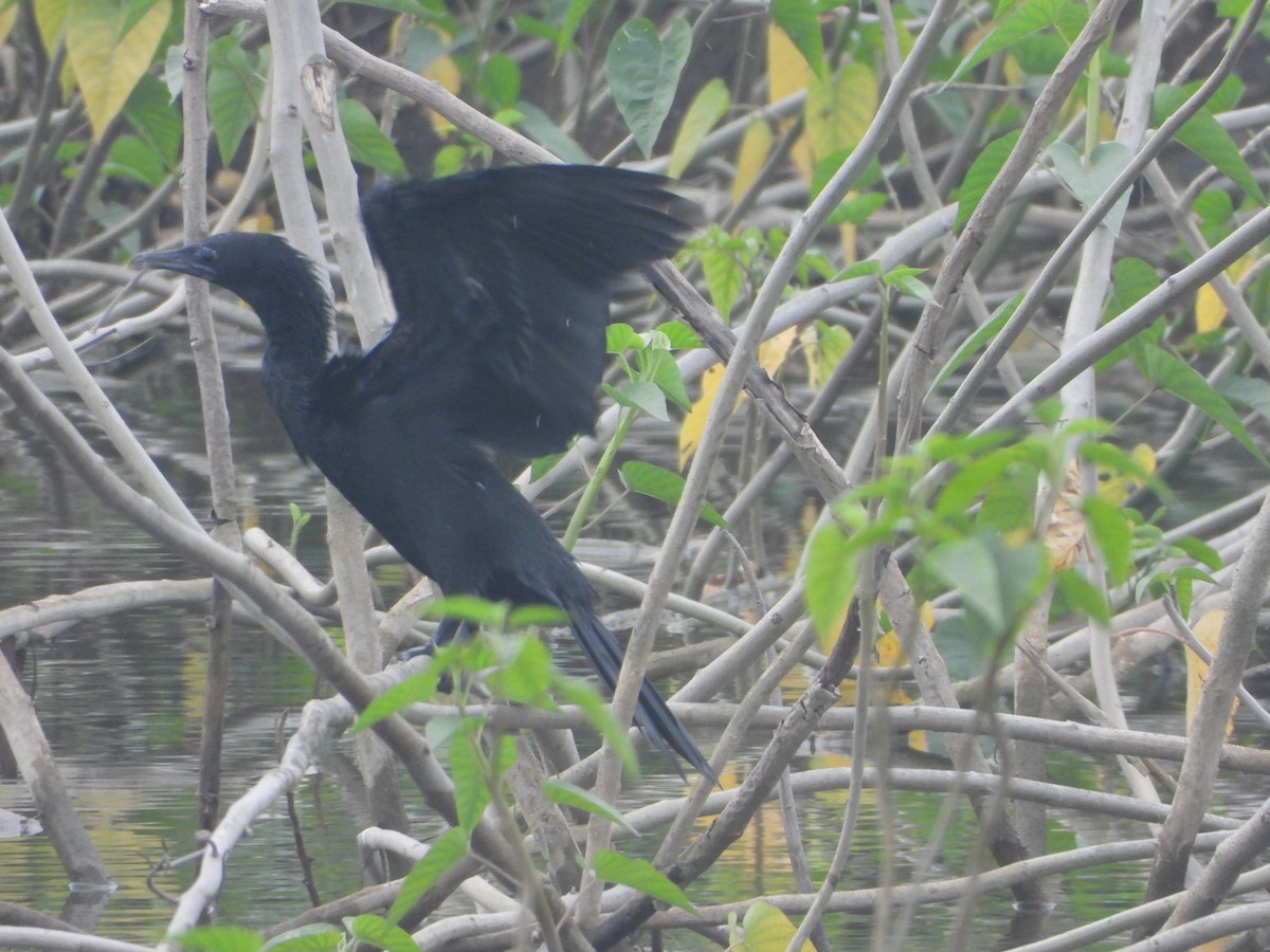 アジアコビトウ - ML644250799