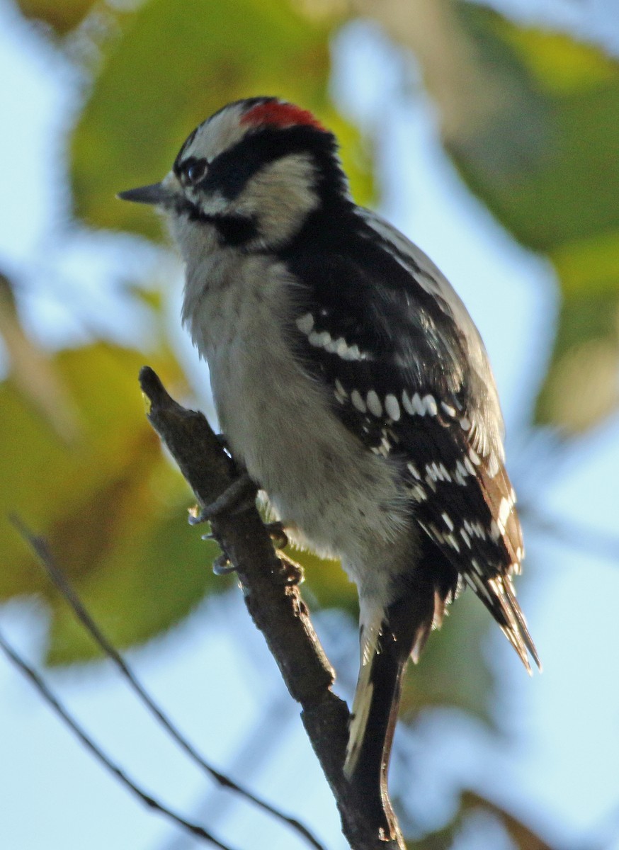 Downy Woodpecker - ML644250804