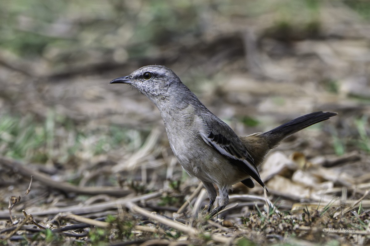 White-banded Mockingbird - ML644250805