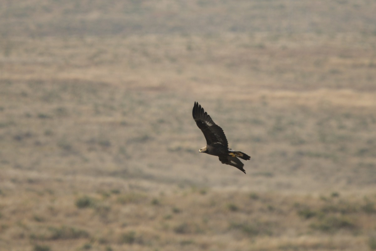 Golden Eagle - ML644250809