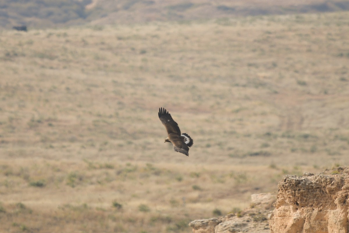 Golden Eagle - ML644250810