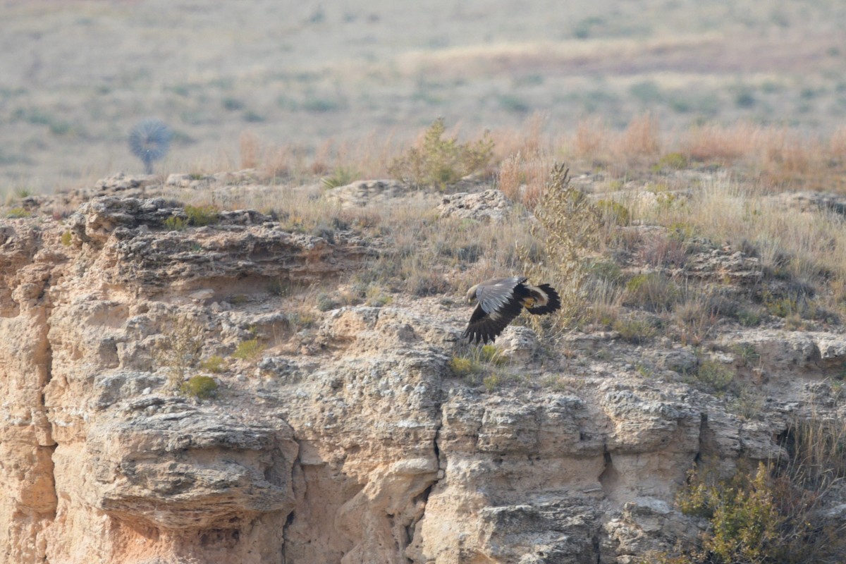 Golden Eagle - ML644250811