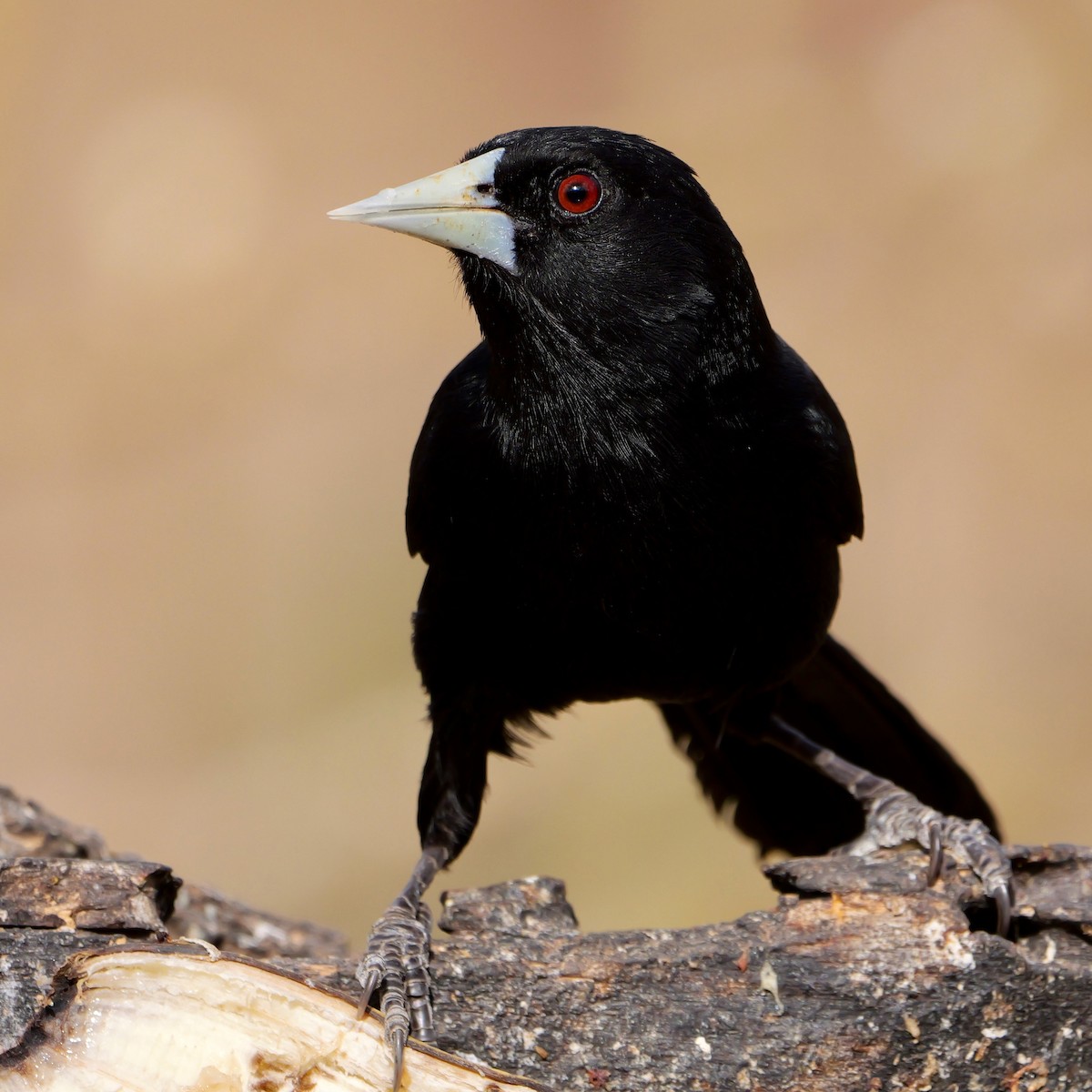 Solitary Black Cacique - ML644250814