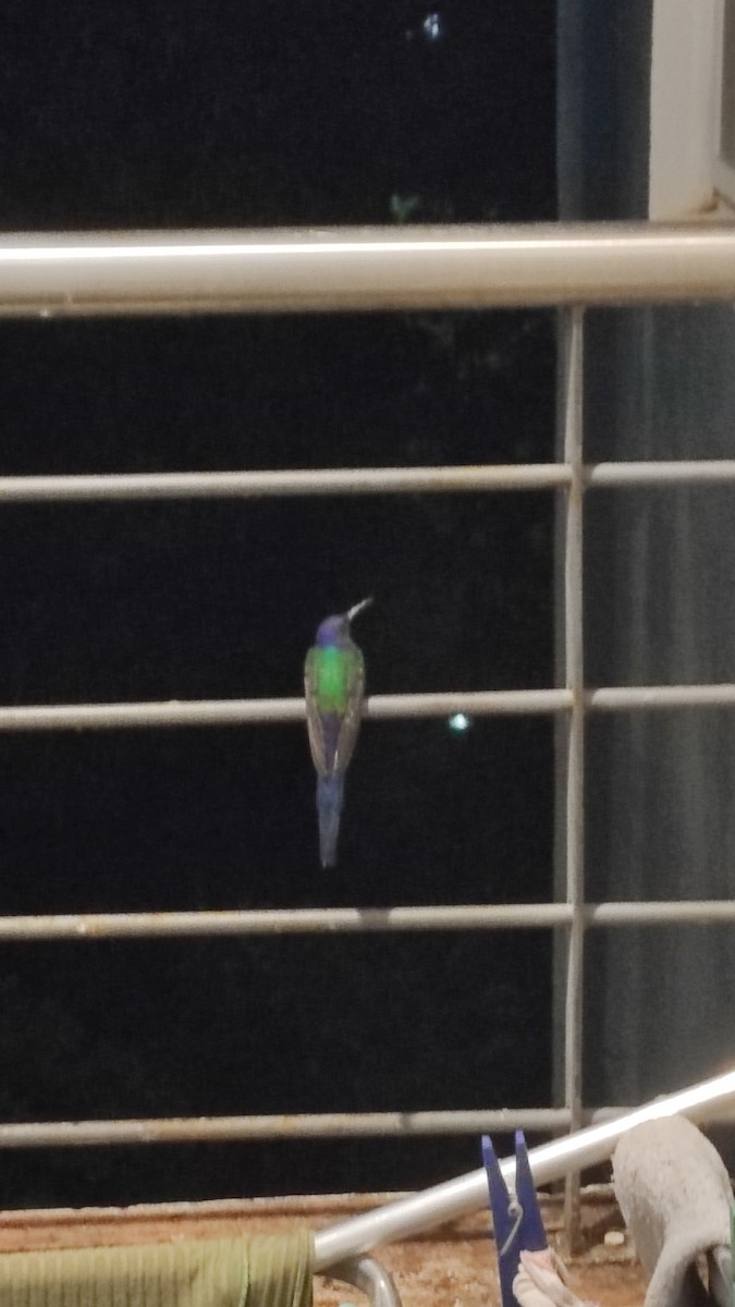 ツバメハチドリ - ML644250818