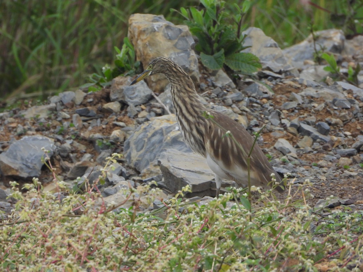 Indian Pond-Heron - ML644250823