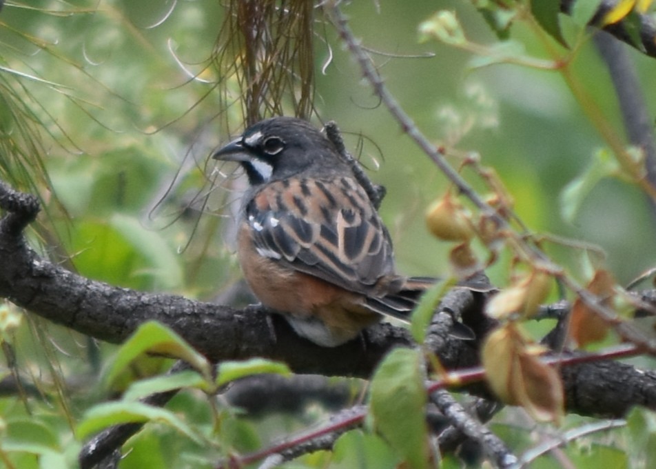 Bridled Sparrow - ML644250827
