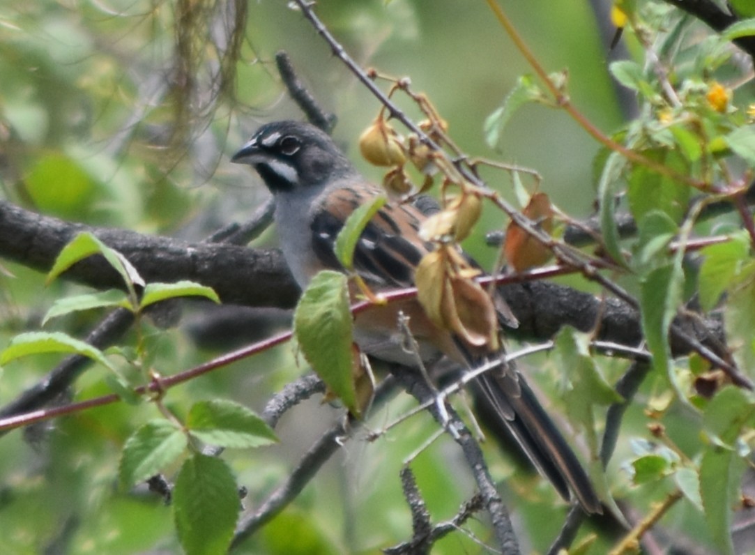 Bridled Sparrow - ML644250828