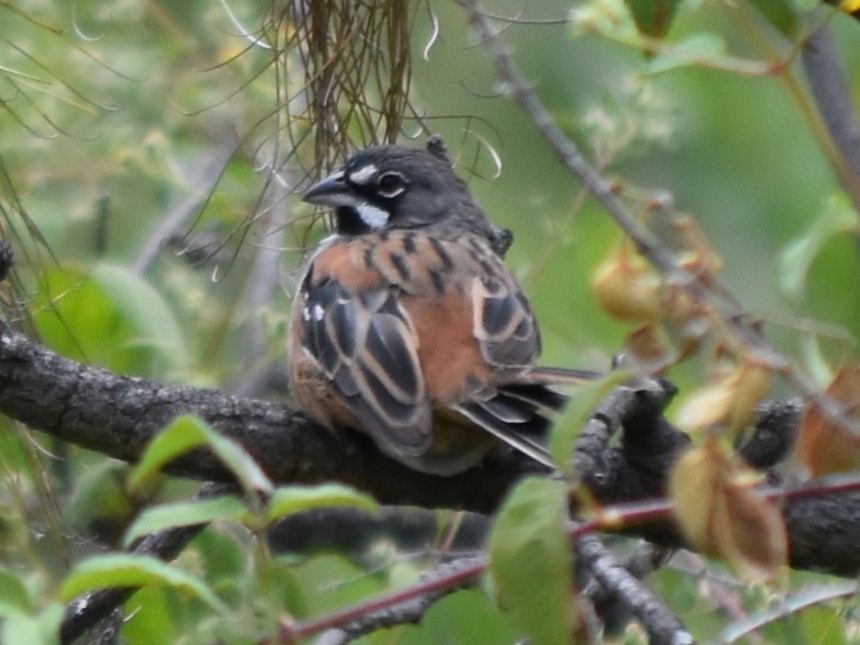 Bridled Sparrow - ML644250829