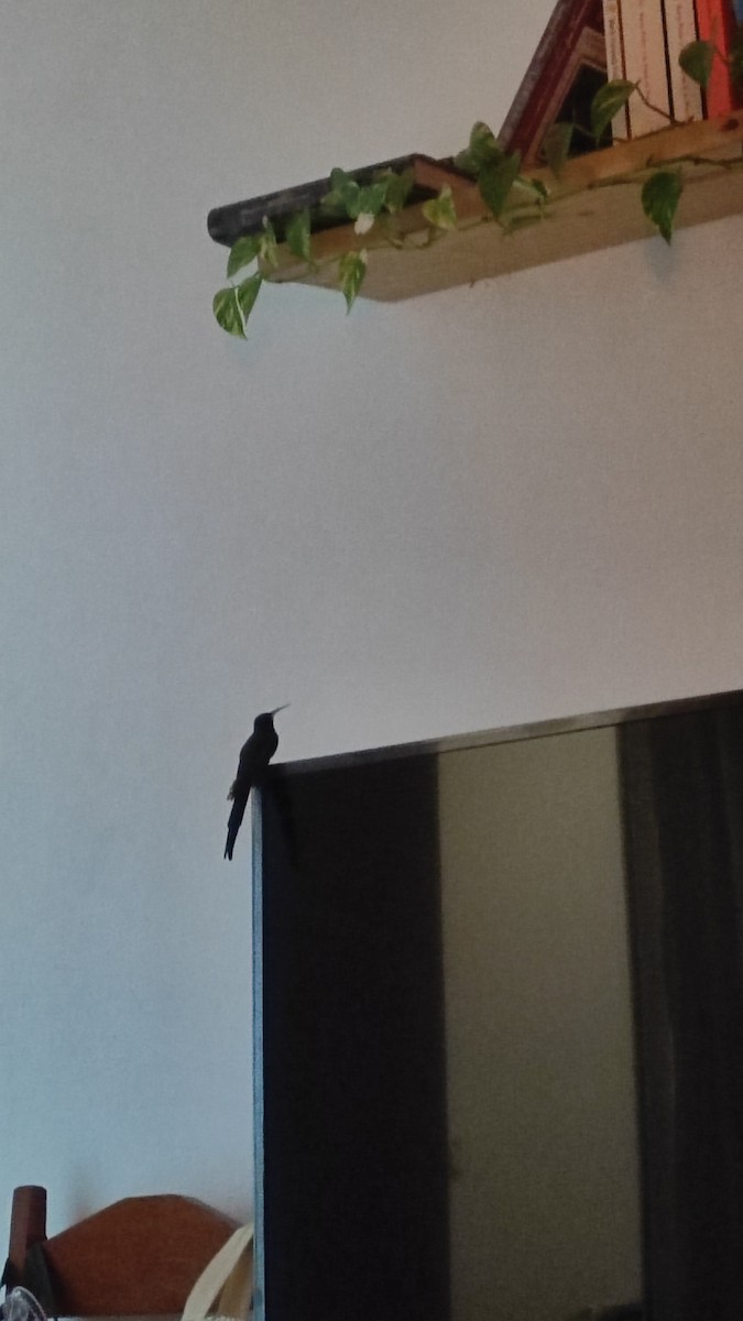 ツバメハチドリ - ML644250838