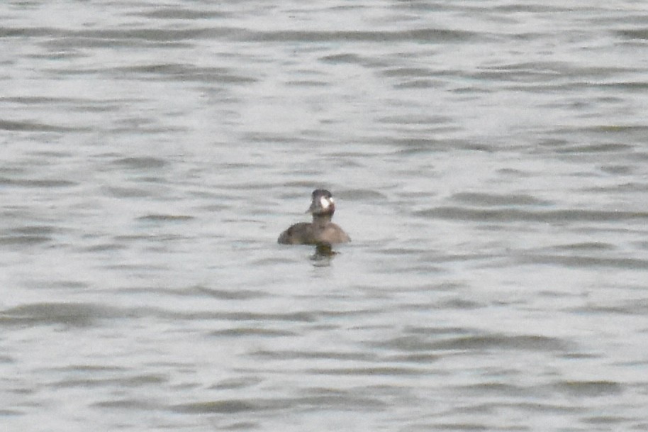 Surf Scoter - ML644250876