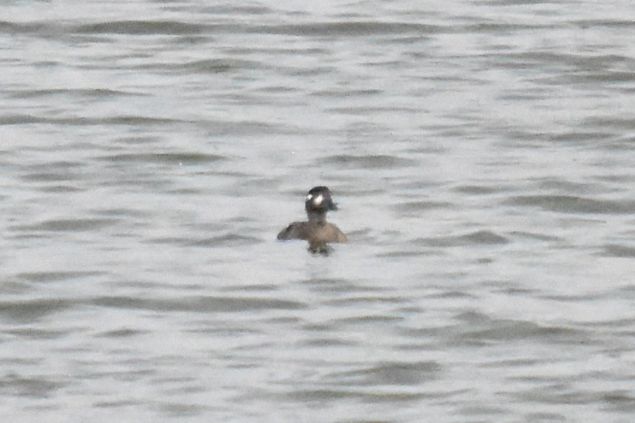 Surf Scoter - ML644250877