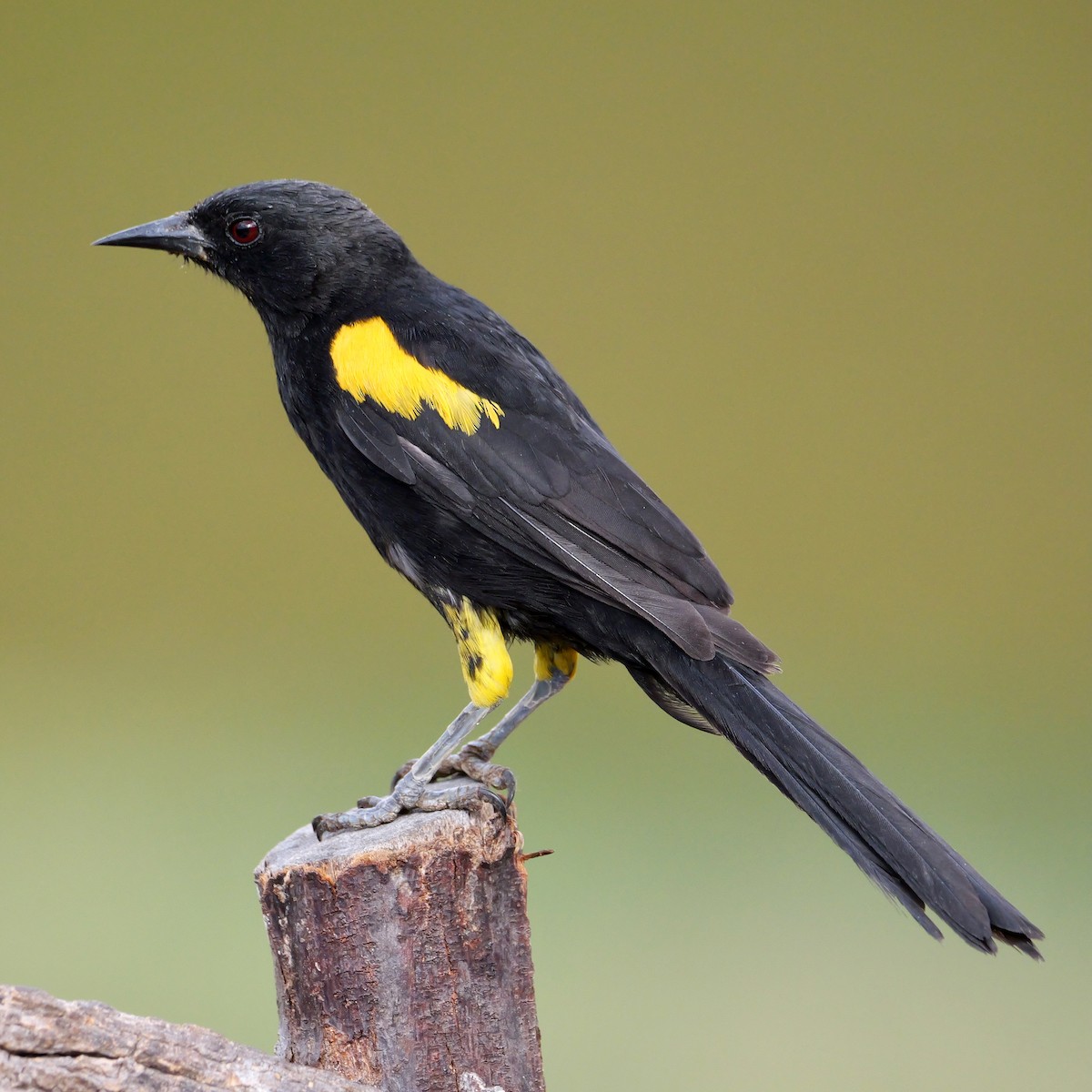 Variable Oriole (Yellow-shouldered) - ML644250887