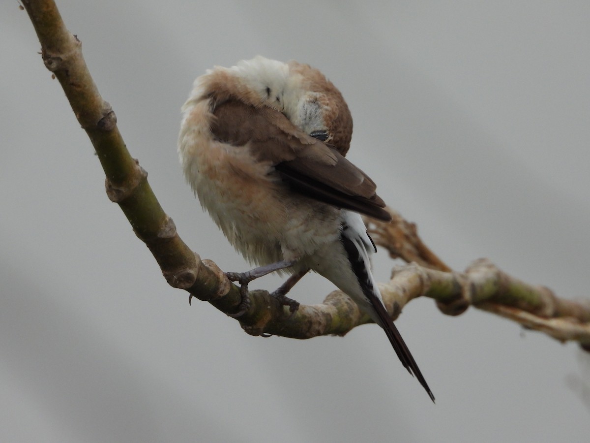 Indian Silverbill - ML644250888