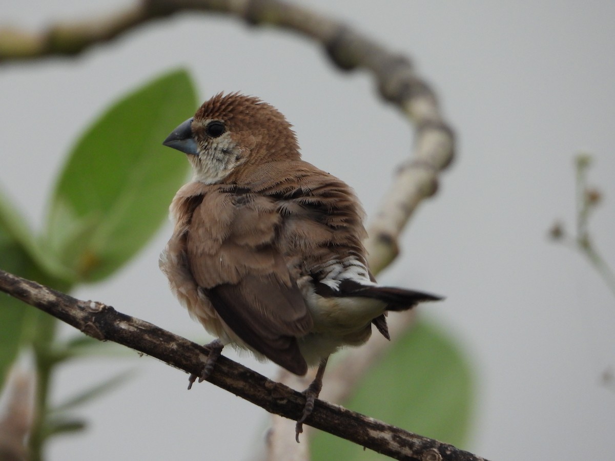 Indian Silverbill - ML644250889