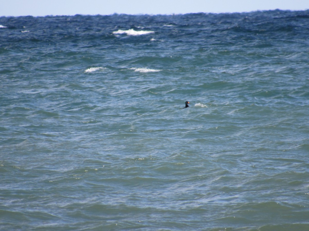 Black Scoter - ML644250891