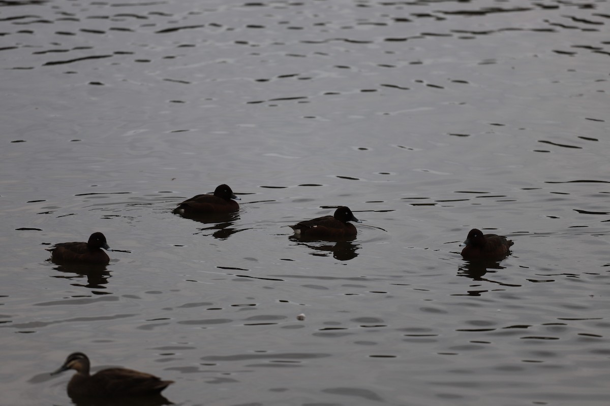 Hardhead - ML644250892