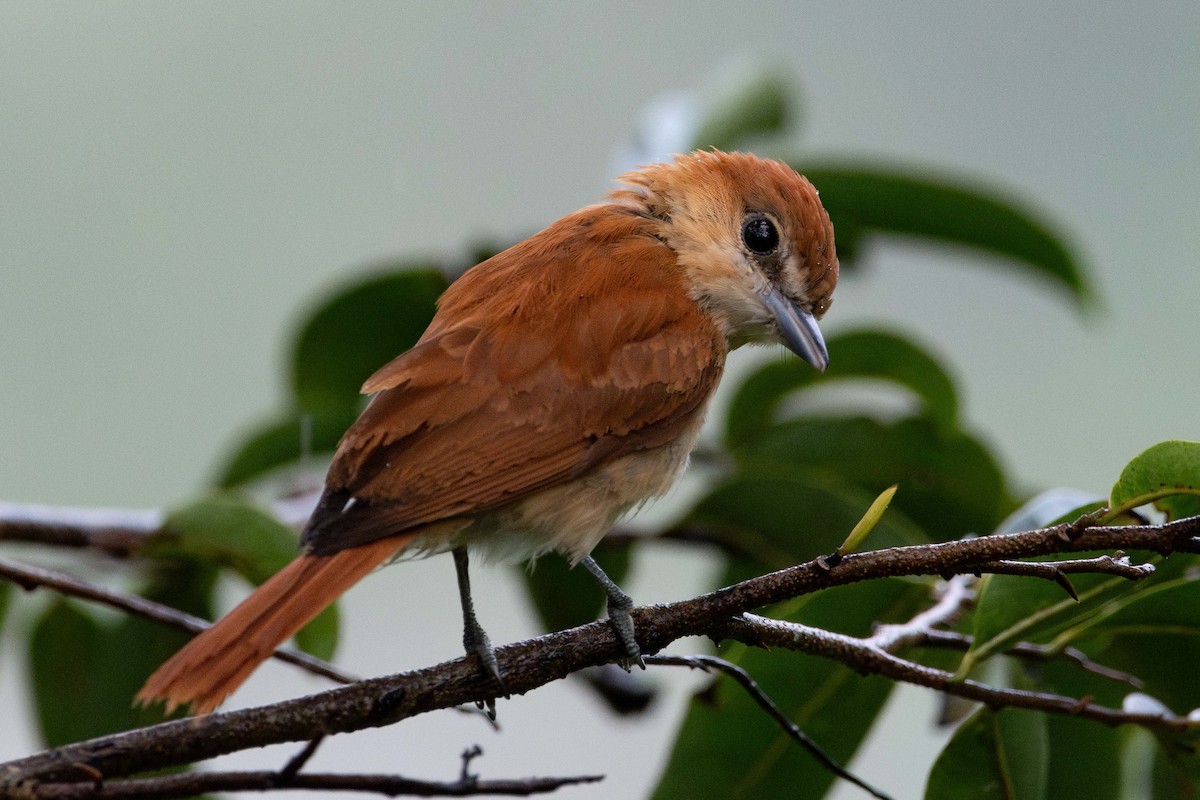 ニッケイカザリドリモドキ - ML644250894