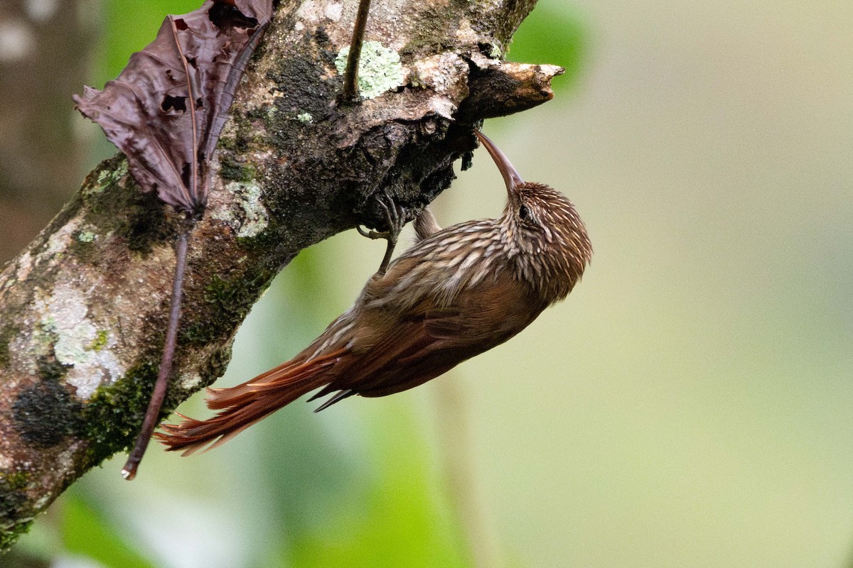 Streak-headed Woodcreeper - ML644250896