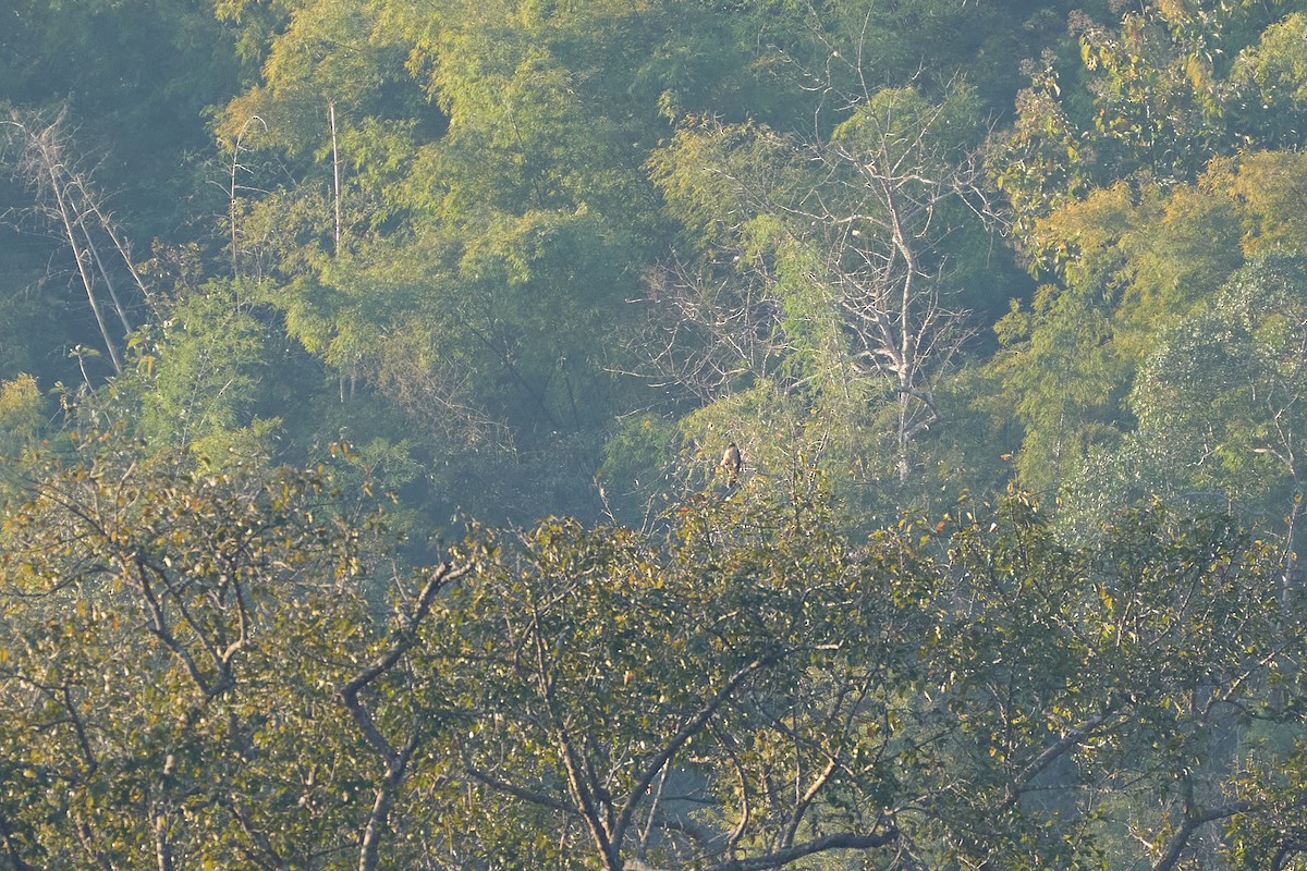 Aigle à ventre roux - ML644250897