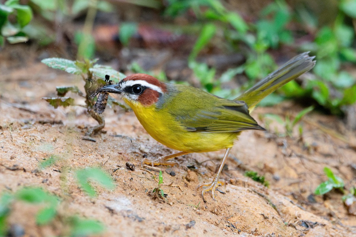 Chestnut-capped Warbler - ML644250901