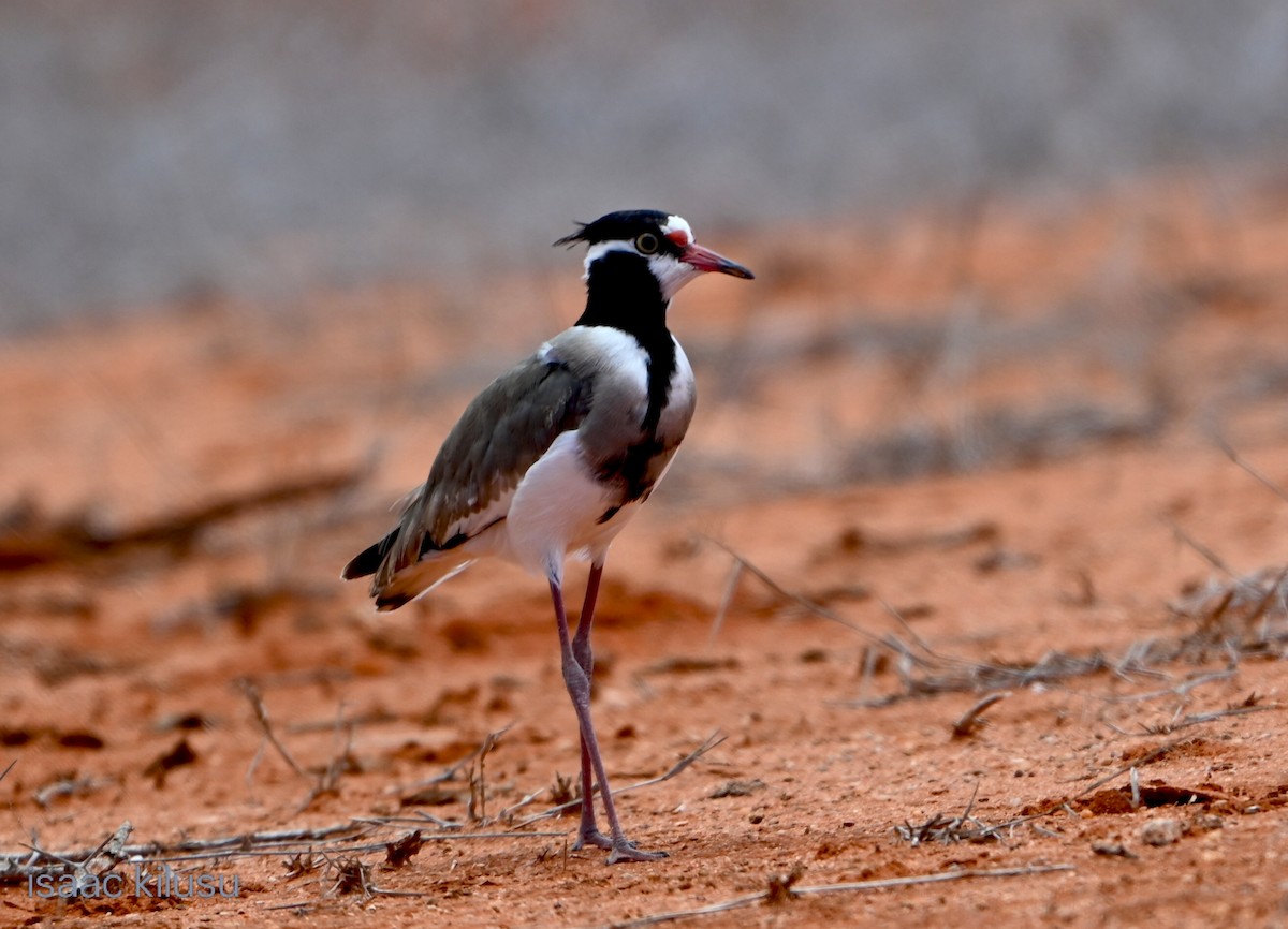 Black-headed Lapwing - ML644250902