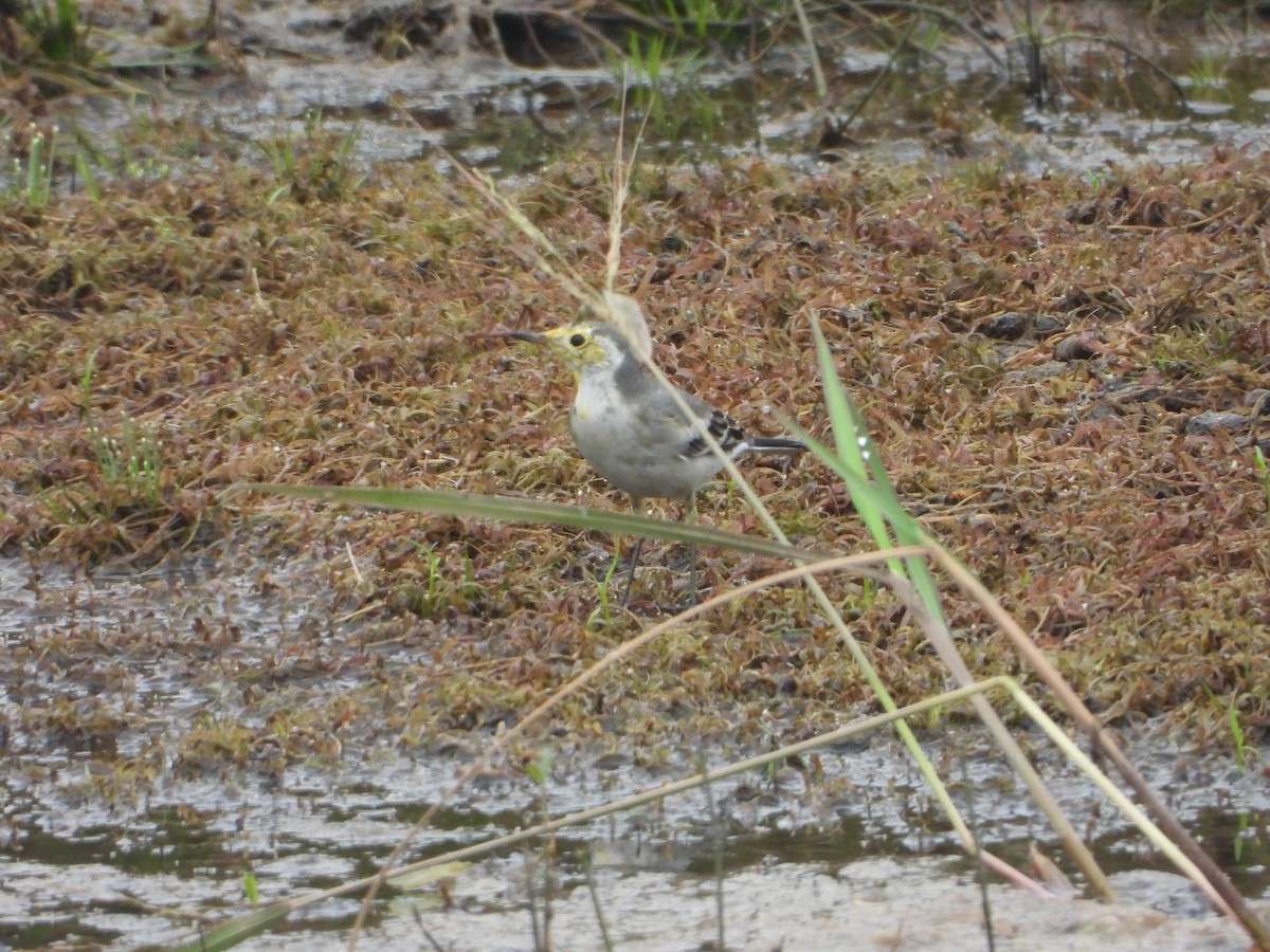 Citrine Wagtail - ML644250942